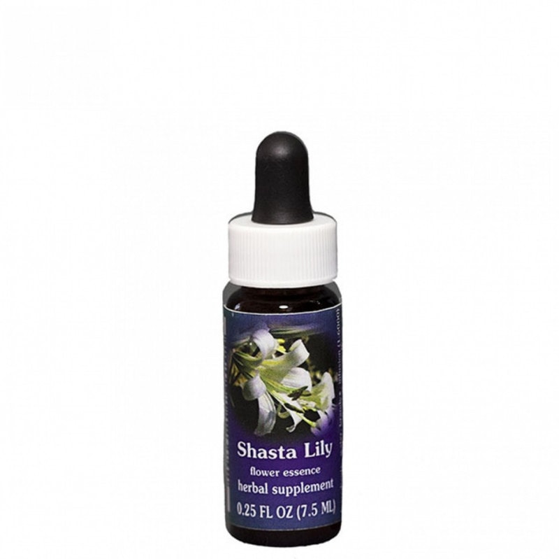 ドリーミング イン ザ ニューワールド[Dreaming in the New World