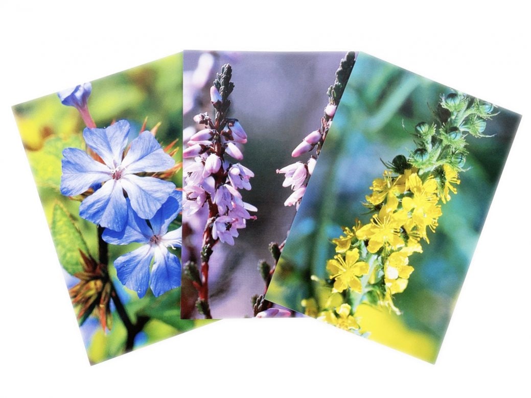 フラワーカード[40 Bach Flower Essence Postcards]
