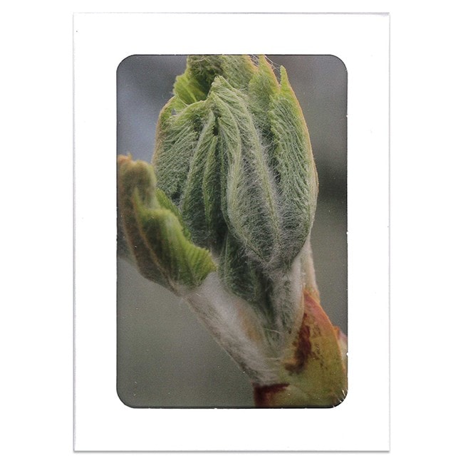 おまけ付ヒーリングハーブス社フラワーエッセンス40本フルセットとフラワーカード♪ ヒーリングハーブス40本キット | ブランド一覧,ヒーリング