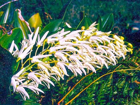 【予約】ホワイトオーキッド　ヒマラヤンフラワーエンハンサーズ ホワイトオーキッド[White Orchid] | ブランド一覧,ヒマラヤン