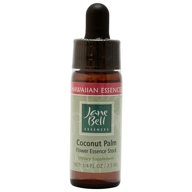 ココナッツパーム[Coconut Palm]