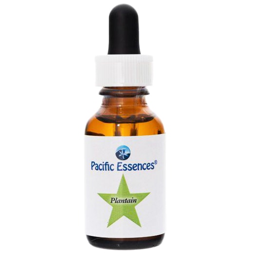 プランタン[Plantain](30ml)