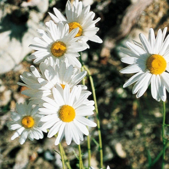 【予約品】#141オビーワン アンジェリックエッセンス フラワーエッセンス オックスアイデイジー[OxEye Daisy](30ml) | ブランド一覧