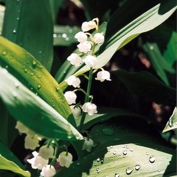 リリーオブザバレー[Lily of the Valley](7.5ml) | ブランド一覧