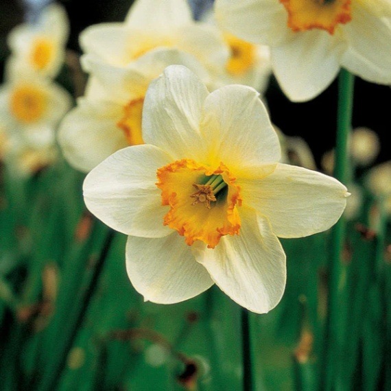 ナルキサス[Narcissus](7.5ml) | ブランド一覧,パシフィックエッセンス