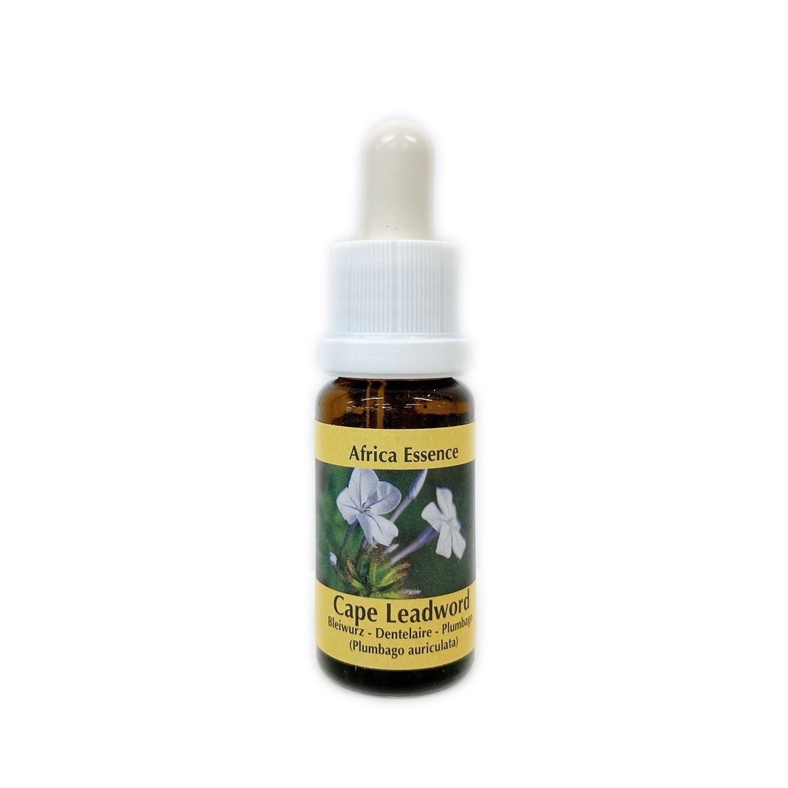 ケープリードワート[Cape Leadwort]#4