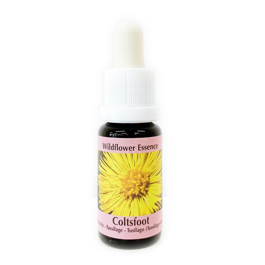 コルツフット[Coltsfoot]#46