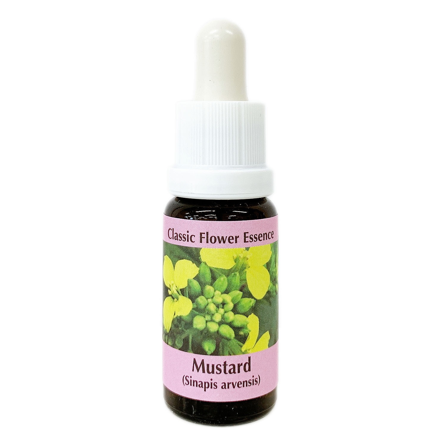 マスタード[Mustard]#21
