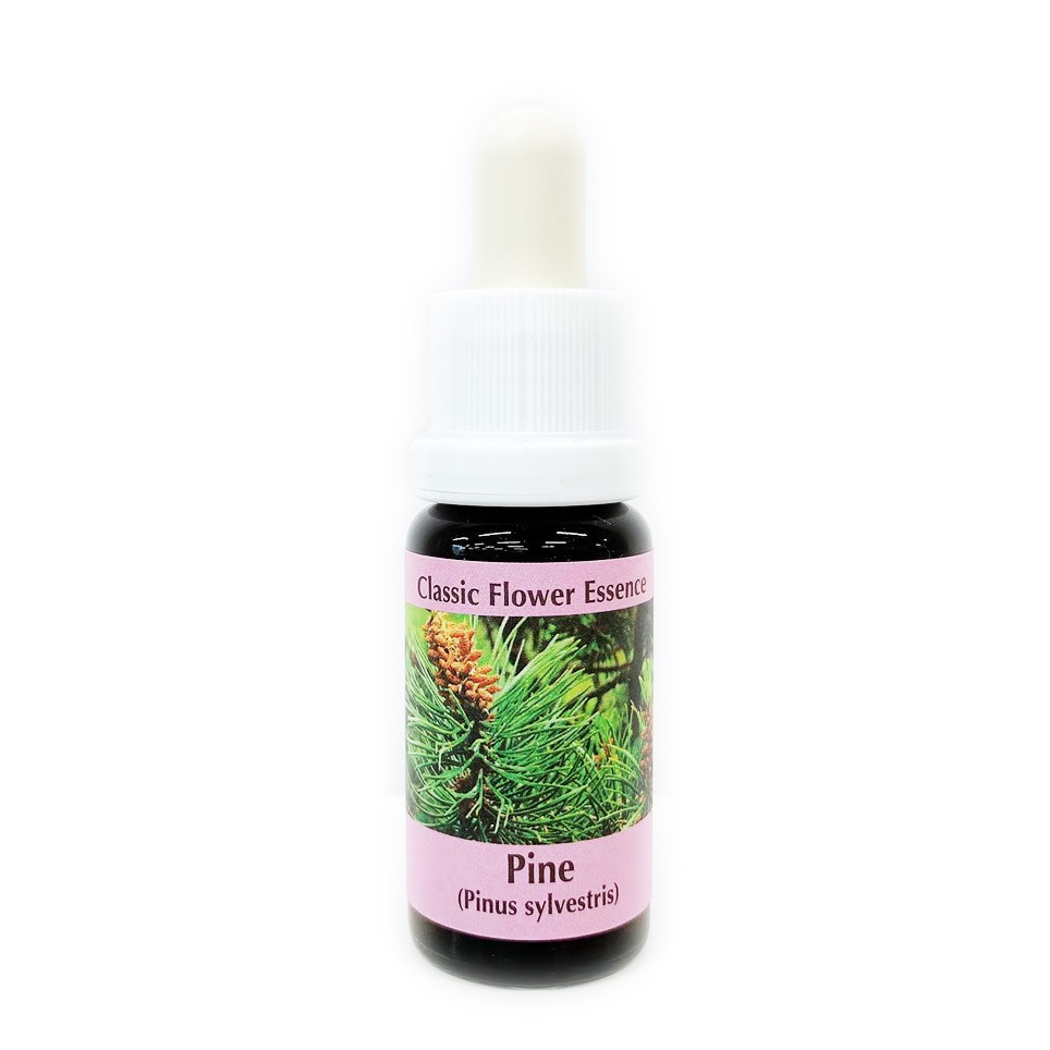 パイン[Pine]#24