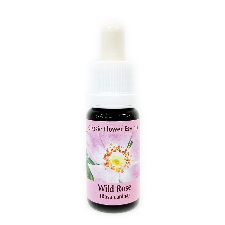 ワイルドローズ[Wild Rose]#37