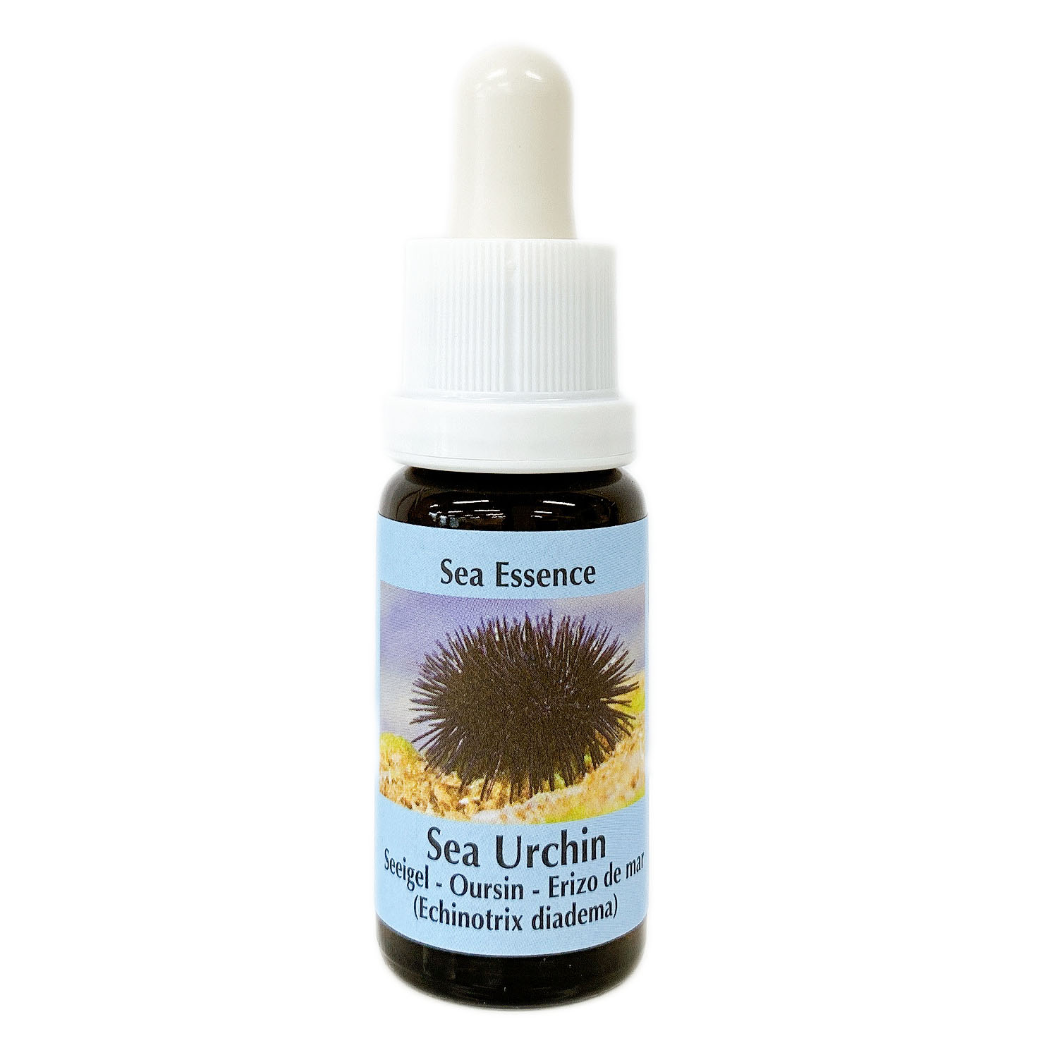 ウニ[Sea Urchin]