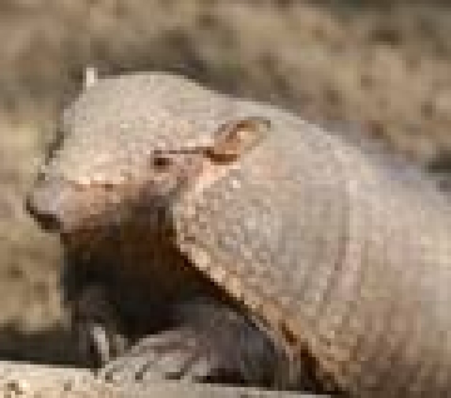アルマジロ[Armadillo] | ブランド一覧,PHIエッセンス,アフリカンアニマルエッセンス,アニマルエッセンス5 | NATURE WORLD