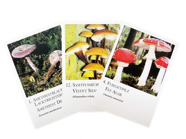 マッシュルームシリーズカード全20枚