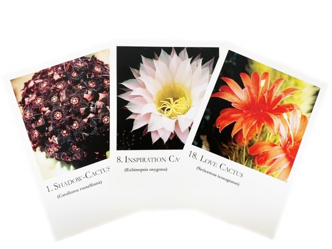 真菰(まこも)フラワーエッセンス | ブランド一覧,フラワーエッセンスの