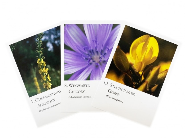 ㉛おまけ付ヒーリングハーブス社フラワーエッセンス40本フルセットフラワーカード♪ フラワーカード[40 Bach Flower Essence Postcards] | ブランド一覧