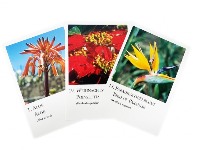 アフリカンフラワーシリーズカード全20枚