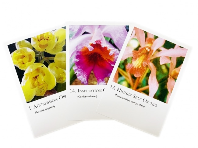 オーキッドシリーズカード全20枚