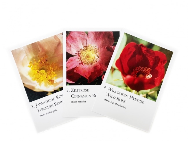 ローズシリーズカード全10枚