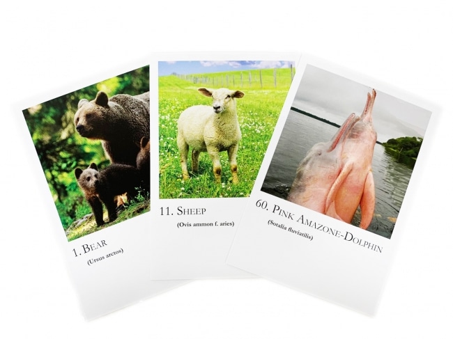 アニマルシリーズカード全60枚