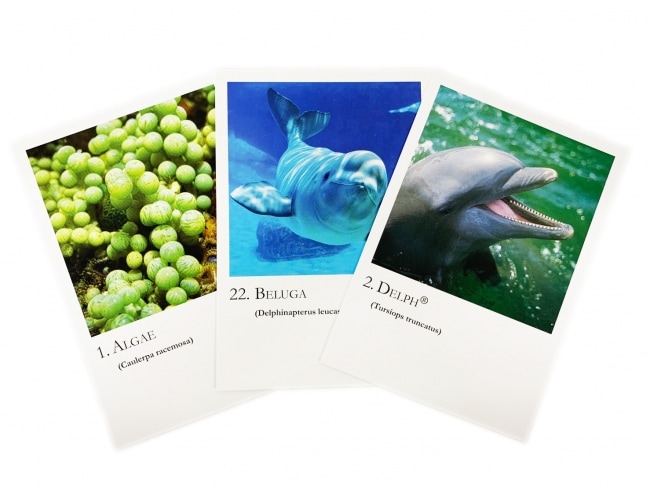 シーエッセンスカード全30枚