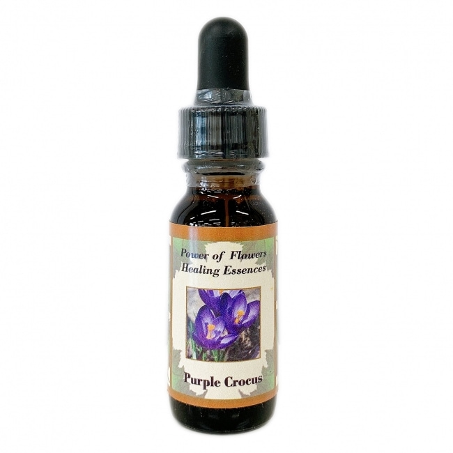 パープルクロッカス[Purple Crocus]