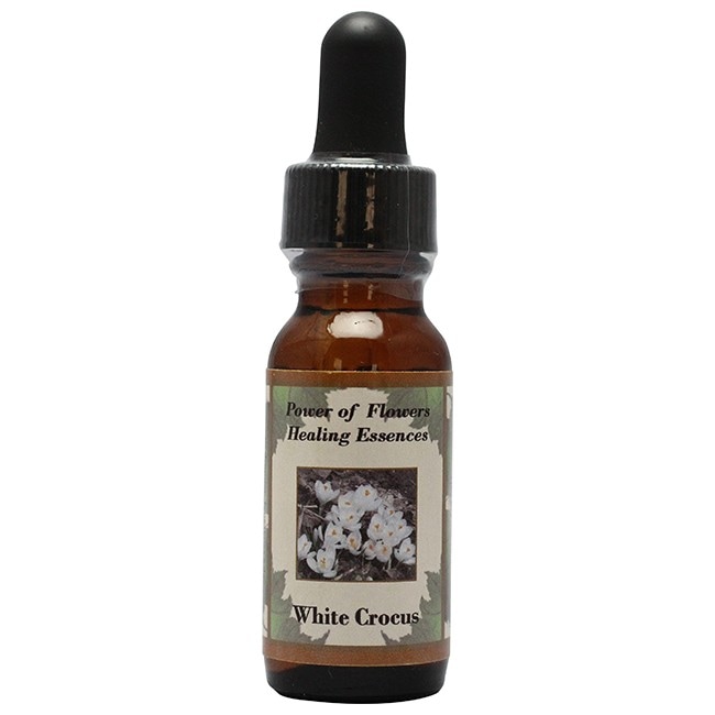 ホワイトクロッカス[White Crocus]