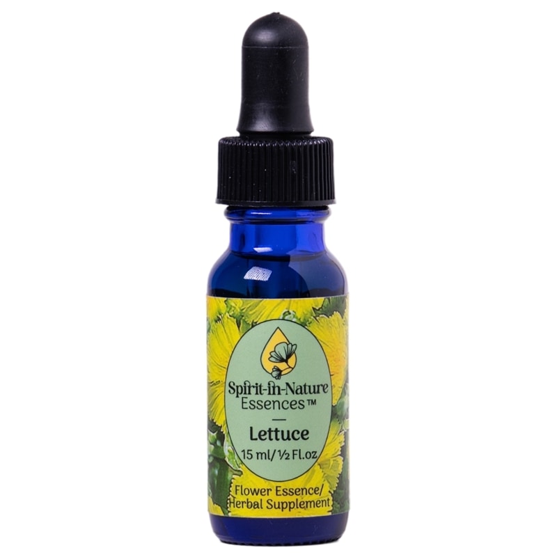 レタス[Lettuce]『冷静』