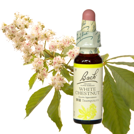 ホワイトチェストナット[White Chestnut]