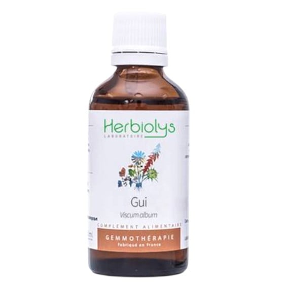 セイヨウヤドリギ[Gui]