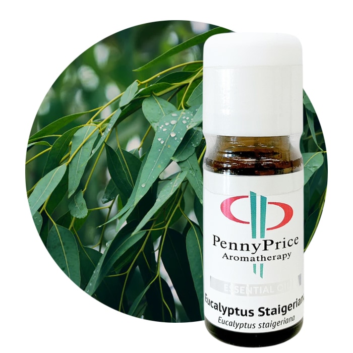 ユーカリ シュタイゲリアナ[Eucalyptus Staigeriana]