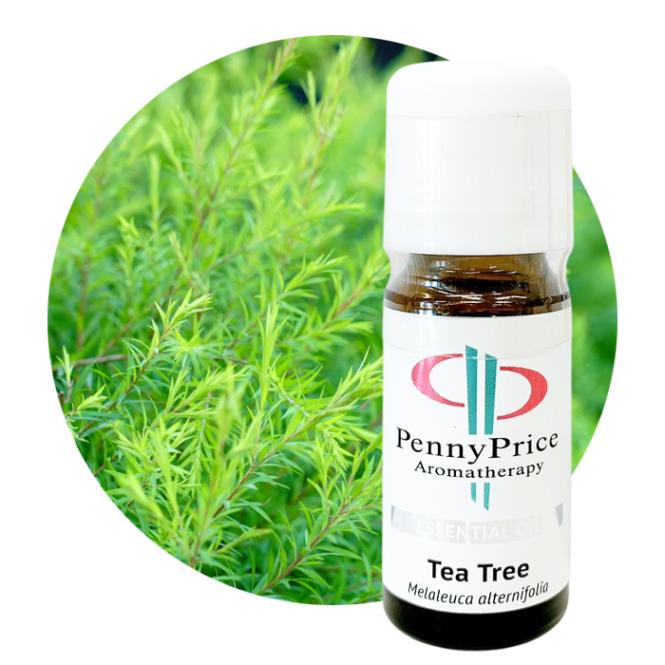 ティートリー[Tea Tree]