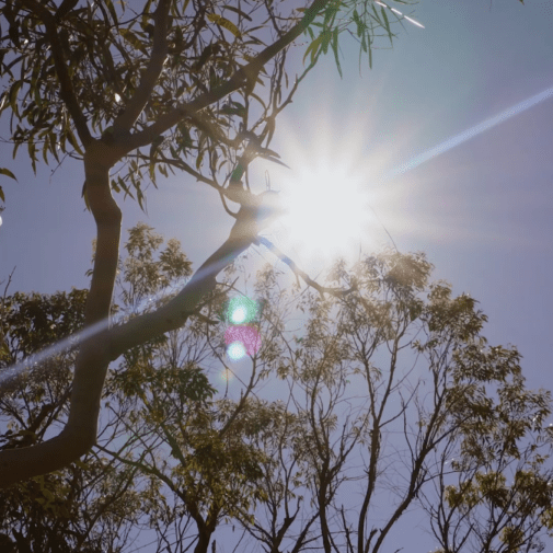 2026 Essence | ブランド一覧,オーストラリアンブッシュ