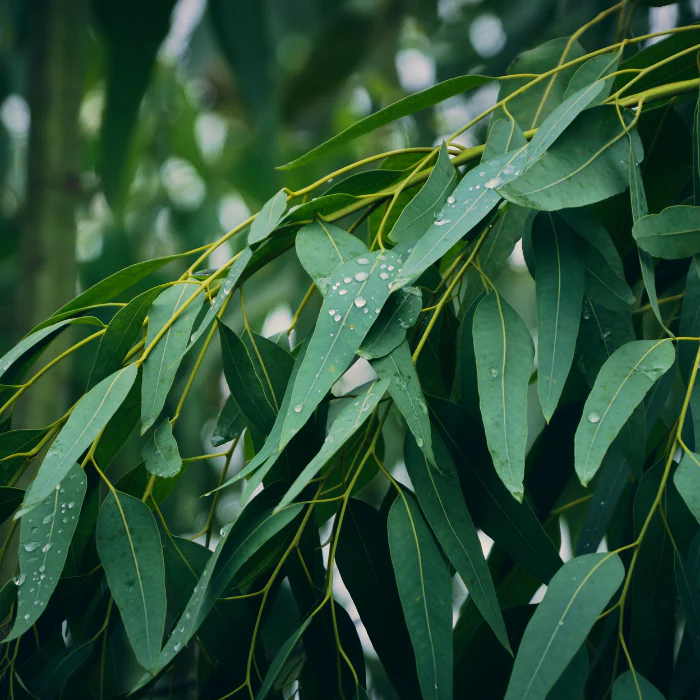 ユーカリ シュタイゲリアナ[Eucalyptus Staigeriana]