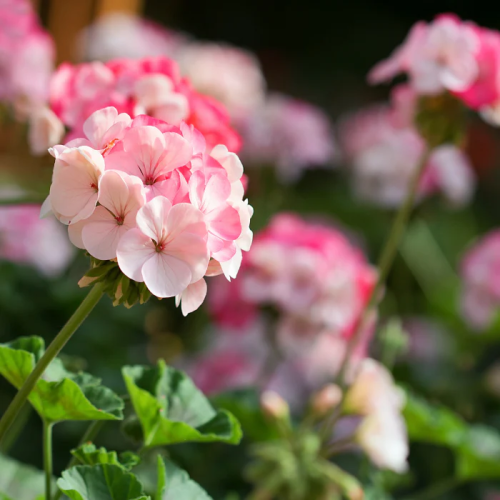 ゼラニウム[Geranium]