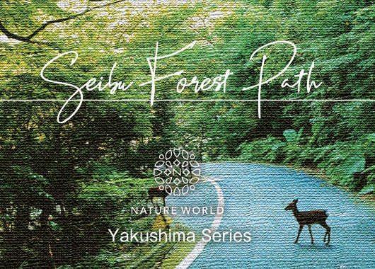 西部林道エッセンス［SEIBU Forest Path]『輝きはあなたから』