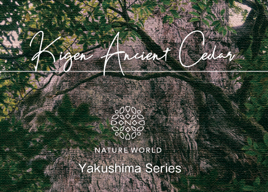 紀元杉エッセンス［KIGEN Ancient Cedar]『揺るがない心』