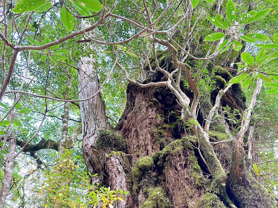 紀元杉エッセンス［KIGEN Ancient Cedar]『揺るがない心』
