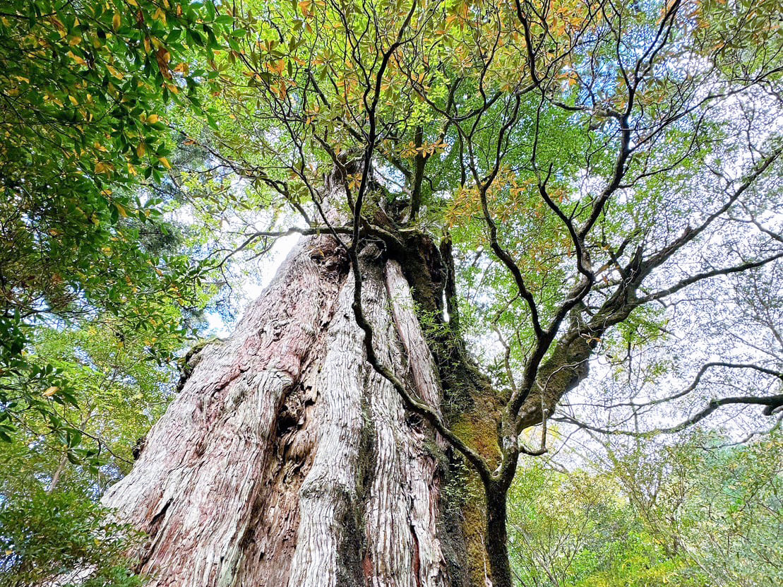 紀元杉エッセンス［KIGEN Ancient Cedar]『揺るがない心』