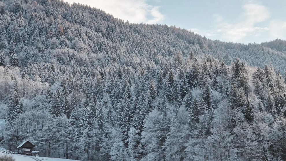 <b>もみの木のチカラ、防虫・抗酸化・調湿。</b><br>
フィトンチッドとは、植物にたえず進入しようとする有害な微生物（菌や細菌）、有害な昆虫から身を守るために、動物のように動き回ることができない植物自身が自己防衛のためにつくりあげてきた物質です。<br>
<br>
フィトンチッドの語源は「フィトン（Phyton＝植物）がチッド（cide＝殺す）」です。フィトンチッドには、殺菌効果や防腐効果があり、食品の鮮度を保つことに役立っています。<br>
<br>
動物の死骸や排泄物など堆積物の多い森でもその臭いが気にならないのは、フィトンチッドが消臭効果や脱臭効果を持ち、空気を浄化する能力があるからといわれています。<br>
<br>
<b>【かたちを変えても効果は持続】</b><br>
<br>
森林の木々が木製品になっても、フィトンチッドの効果は持続します。たとえば、ヒバ材で建てた家は蚊がよらない、カビが生えない、クスノキのタンスには防虫剤はいらない」などといわれています。<br>
