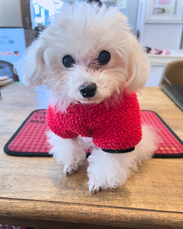 クレアーレ PROMO THERMO MAT  Sサイズ テコチェックレッド TERA-MAT-S01