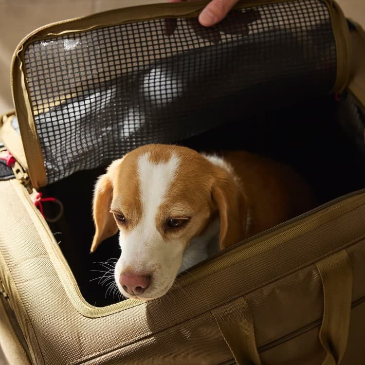 MANDARINE BROTHERS　Brixton CarryBackpack  -WIDE- ブリクストンキャリーバックパック ワイド 35011003