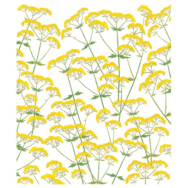 絵便りふきん オミナエシ