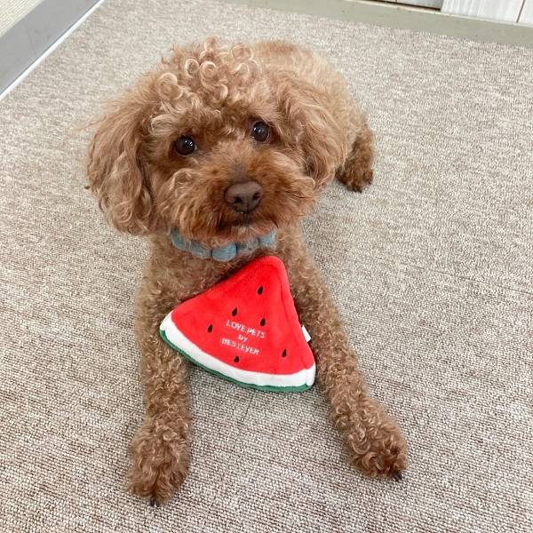 BESTEVER۸ ǭ  ڥåȥȥ 㥫 å Ĥ ȥ쥹 ͷ Ȼ֡LOVE PETS by BESTEVER ֥ڥåġ    Water Melon٥ȥСѥ
