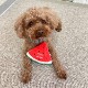 BESTEVER۸ ǭ  ڥåȥȥ 㥫 å Ĥ ȥ쥹 ͷ Ȼ֡LOVE PETS by BESTEVER ֥ڥåġ    Water Melon٥ȥСѥ