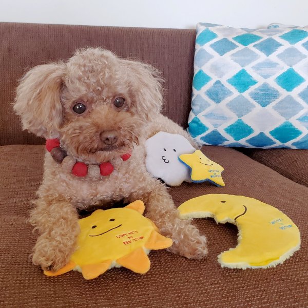 BESTEVERۡڤ ݥåա۸  ڥåȥȥ Ĥ ͷ Ȼ ȥ쥹 ߤ䤹 LOVE PETS by BESTEVER ֥ڥå Х ٥ȥС Thin & Chewy   ŷƻ Ƥ