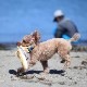 BESTEVERۡ͵۸ ǭ  ڥåȥȥ Ĥ ͷ Ȼ ȥ쥹 ꤰߡ LOVE PETS by BESTEVER ֥ڥå Х ٥ȥС 粦  粦±