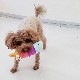 BESTEVERۡ͵۸  ڥåȥȥ Ĥ ͷ Ȼ ȥ쥹á LOVE PETS by BESTEVER ֥ڥå Х ٥ȥС ۥ祳ߥ 3ʥ 3