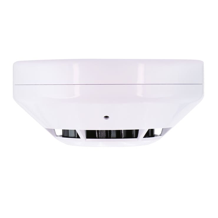 ガムケンシス 最終値引き 9月20日最新入荷 | 東京都、北区のアクアリウムショップ