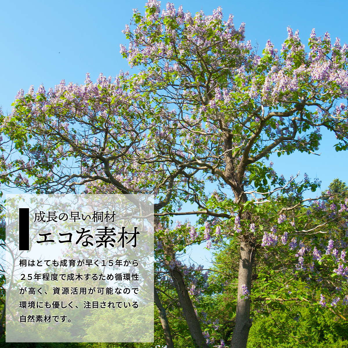 ���㥹�����դ��ƤӤġ�Rice10kg