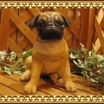 ���������Υ���ƥꥢ�ˤ����Υ����ʥ��ȤȤ��Ƥ�����礭���ƥꥢ��ʸ�����ʪ���ѥ����顼������������